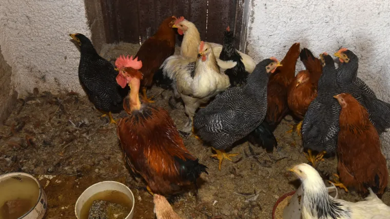 Kninjanin branio koko&scaron;injac nelegalnim arsenalom: ubio dva i ranio jednog psa