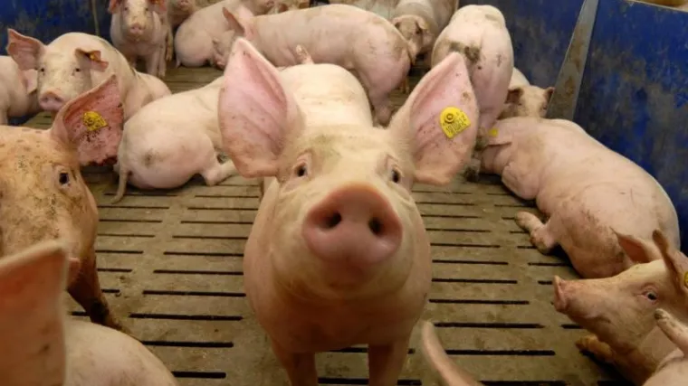 Zbog jeftinijeg uvoznog mesa uzgajivači svinja iz Hrvatske upozorili na neravnopravni položaj stočara