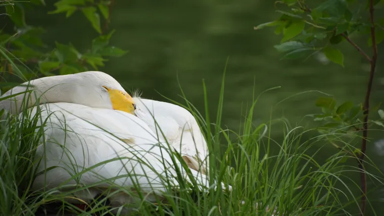 Ljetni san životinja: kako životinje preživljavaju ljetne, vruće dane