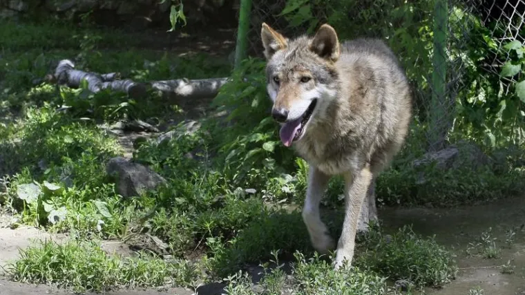 Požari u Dalmaciji poremetili ravnotežu u životinjskom svijetu: vukovi u potrazi za hranom počeli raditi &scaron;tetu