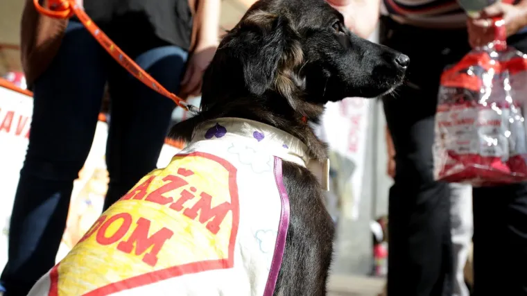 Upoznajte i udomite psa: hvalevrijedna akcija Udomljavanje je fora &ndash; edukacija je fora