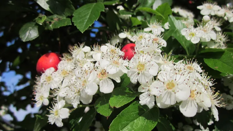 Glog biljka - biljka homeopatskog liječenja