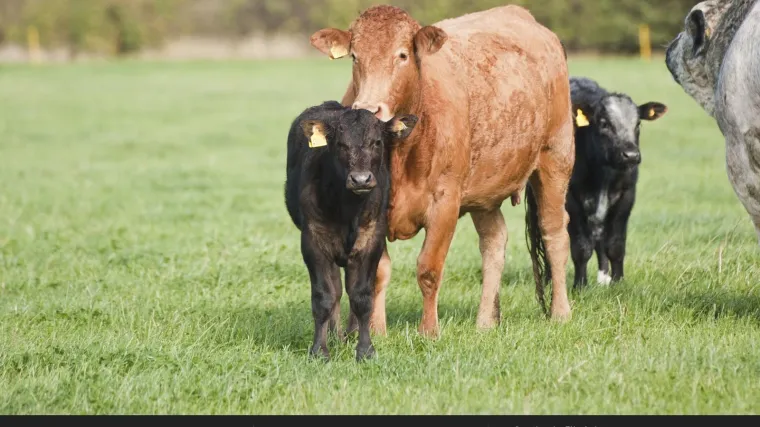 Upoznajte najskuplje krave u Hrvatskoj: dva japanska goveda vrijede milijun kuna, a kilogram njihovog mesa oko 2000