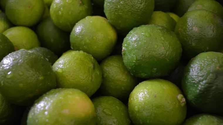 Limeta uzgoj - kako se uzgaja limeta