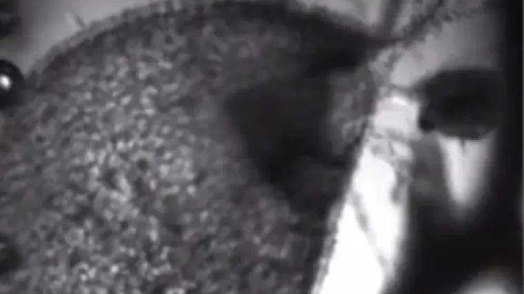 Pogledajte super usporenu snimku i bit će vam jasno zašto plijen nema nikakve šanse