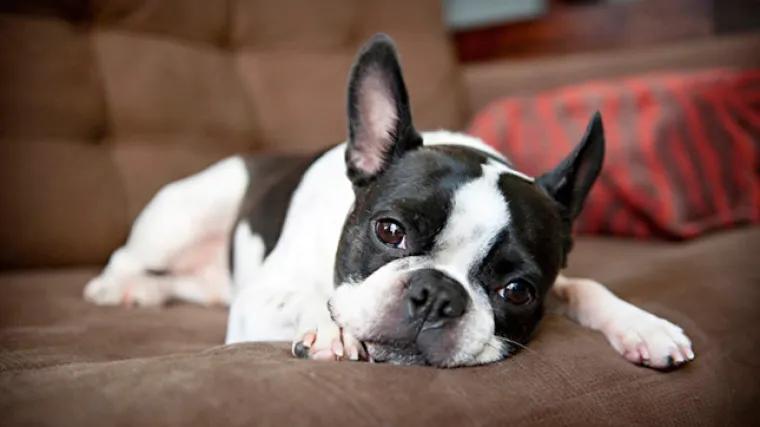 Prodavali slatke i napu&scaron;tene psiće, a zatim je uslijedio okrutni &scaron;ok