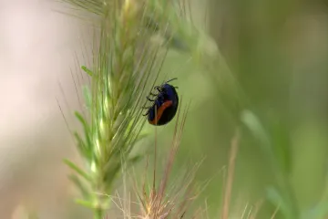 Prirodno sredstvo protiv žohara - kako se na prirodan način riješiti žohara