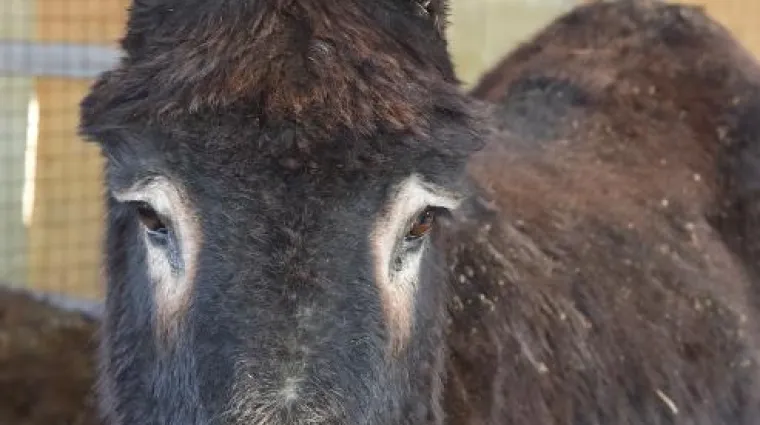Magarac dva puta ugrizao stražnji dio vozila: vlasnici zavr&scaron;ili na sudu i moraju platiti masnu od&scaron;tetu