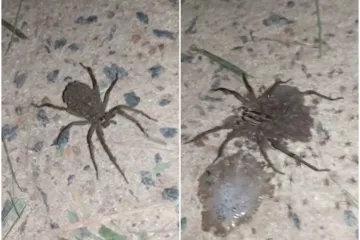 'Sad ću imati milijun ovih je***ih stvari oko kuće'