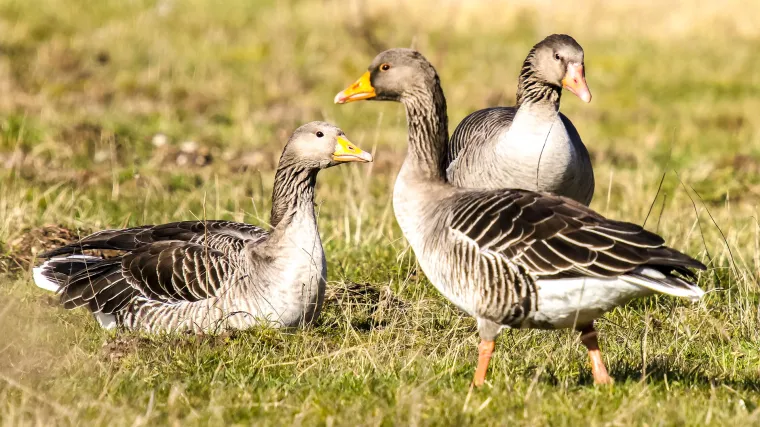 Divlja guska - ptica selica koja se lako pripitomljuje