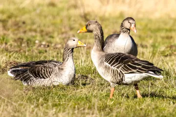 Divlja guska - ptica selica koja se lako pripitomljuje