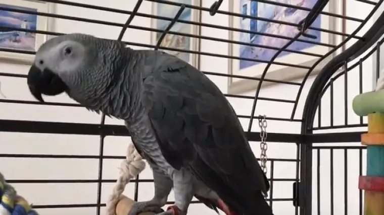 Iako je ptica, zna govoriti poput ljudi: evo kako papagaj Koko pjeva, priča i psuje