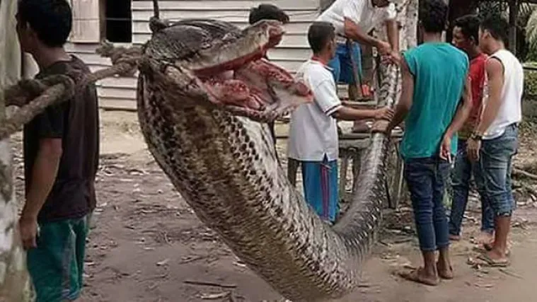 Golim rukama se borio s divovskim pitonom i zadobio jezive ozljede