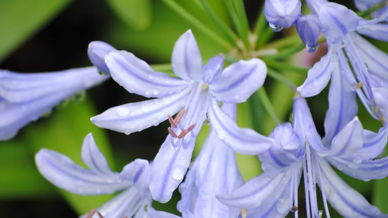 Afrički ljiljan - cvijet plave boje
