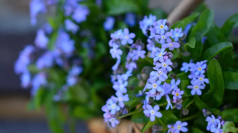Potočnica cvijet - ljekoviti cvijet plave boje