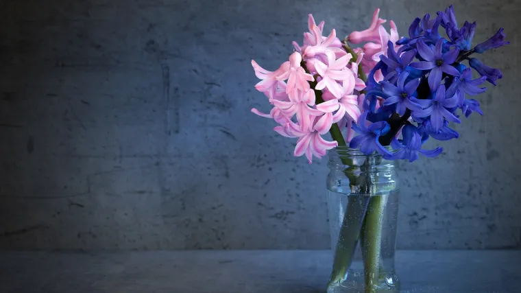 Zumbul cvijet - mirisni simbol ljepote