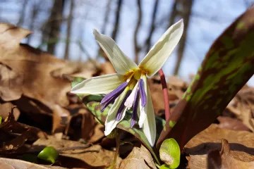 Pasji zub - zakonom zaštićena šumarica