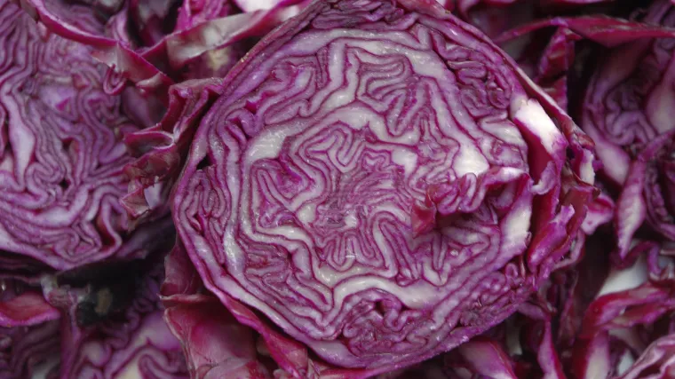 Crveni kupus uzgoj - kako se uzgaja crveni kupus