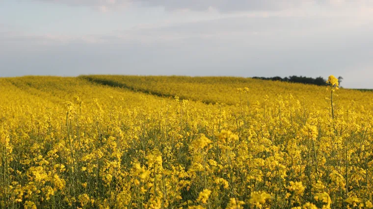 Uljana repica - od krmne kulture do biodizel goriva