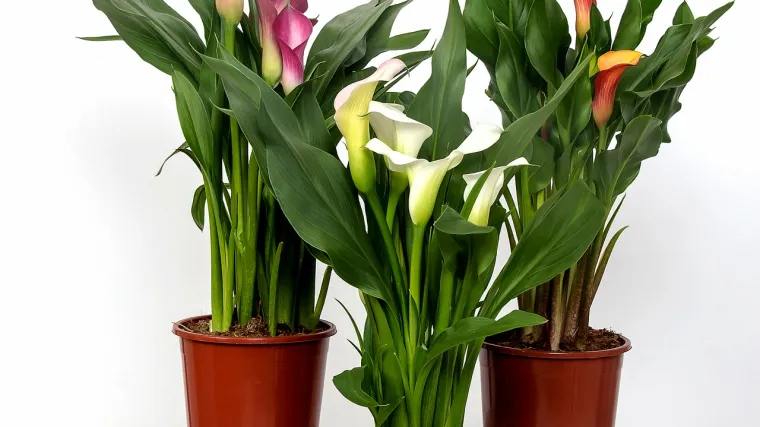 Uzgoj kala u teglama - kako uzgajati kale u zatvorenom prostoru