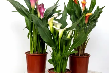 Uzgoj kala u teglama - kako uzgajati kale u zatvorenom prostoru