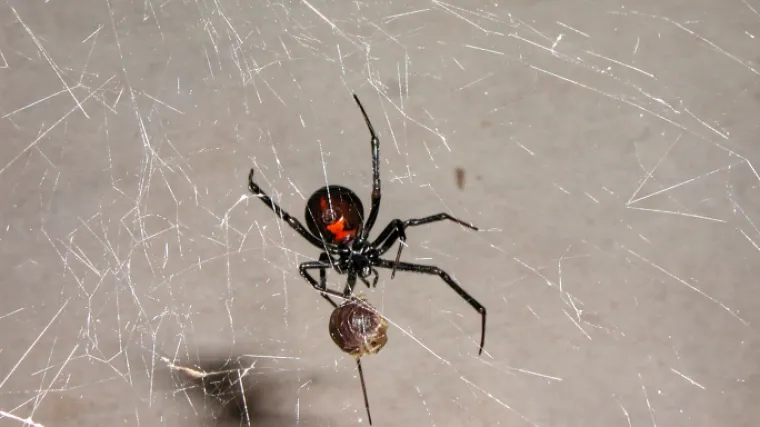 Teorije su brojne, ali pravi način je samo jedan