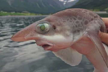 MRAČNA STRANA PRIRODE: Od ribe s ljudskim zubima do smrznute lisice - ovi su prizori kao iz horor filmova