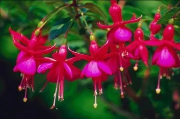 Balkonsko cvijeće koje voli hlad - cvijeće koje uspijeva bez mnogo topline