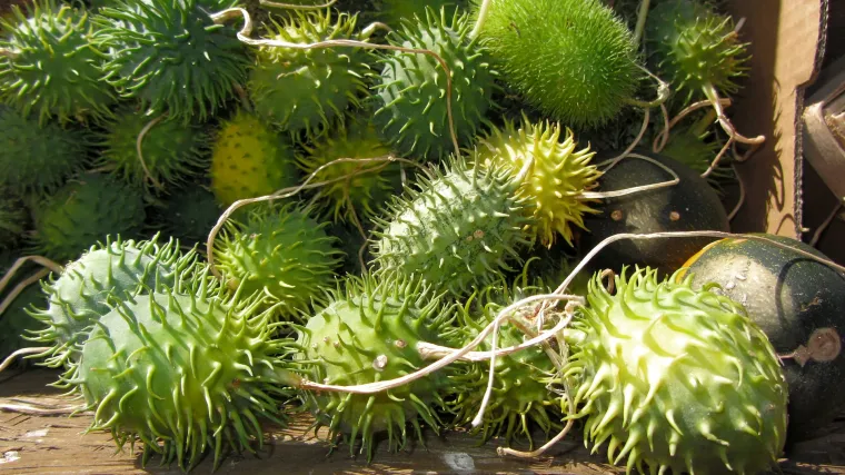 Meksički krastavac - egzotično povrće slično tikvicama