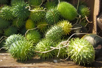 Meksički krastavac - egzotično povrće slično tikvicama