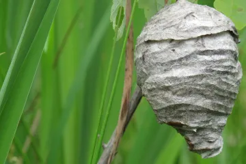 Skidanje osinjaka - kako ukloniti osinjak?