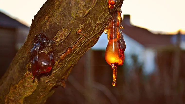 Skidanje smole - kako ukloniti mrlje od smole