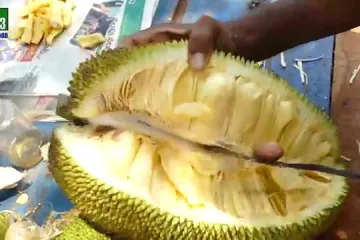 Izgleda kao alien, ima okus po svinjetini i teži 45 kg