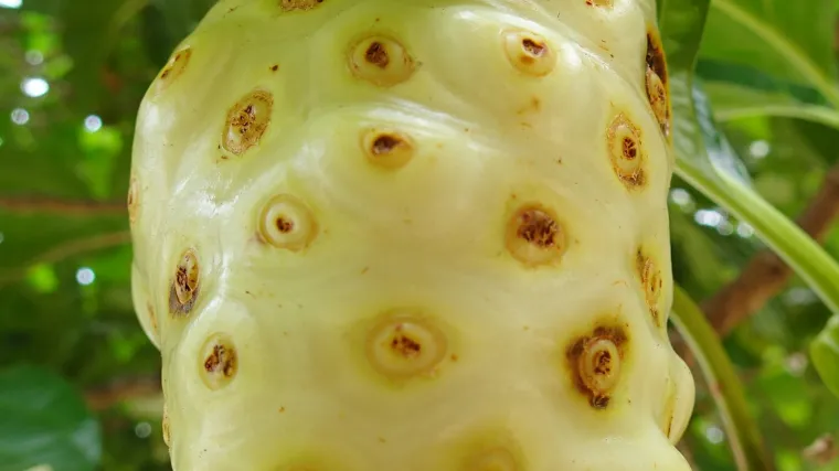 Noni biljka - supervoće koje štiti i hrani organizam