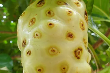 Noni biljka - supervoće koje štiti i hrani organizam