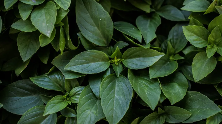 Srebrna svilenica - tropska biljka za suzbijanje apetita