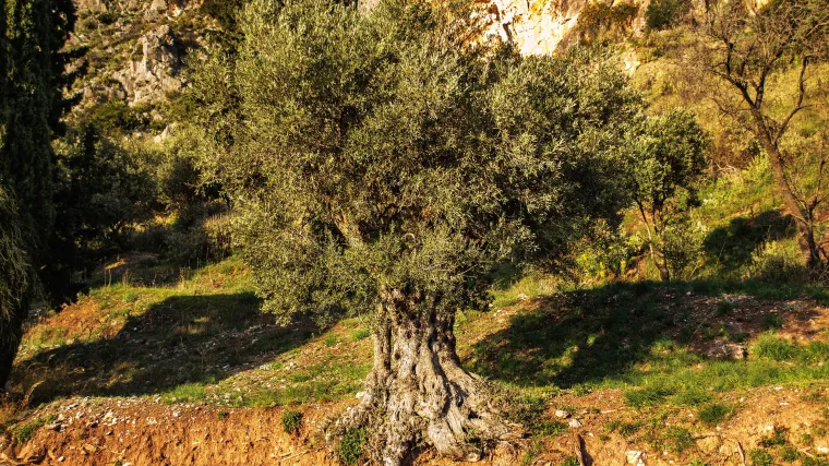 Zelenika biljka - kvalitetno drvo toplih krajeva