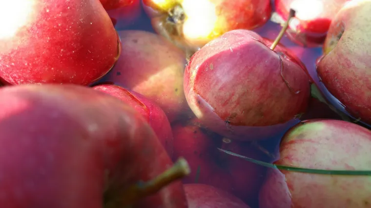Čuvanje jabuka: savjeti za pravilno čuvanje jabuka