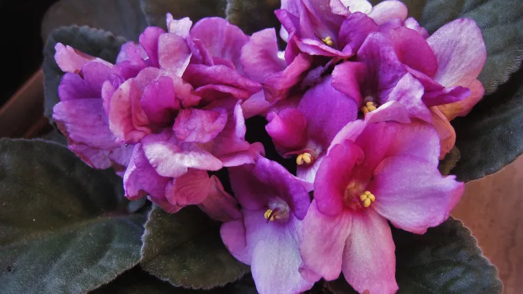 Afrička ljubičica - sobna afrička biljka