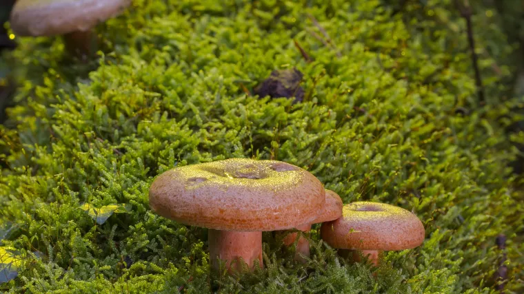 Rujnica gljiva - jestiva gljiva sočnog mesa