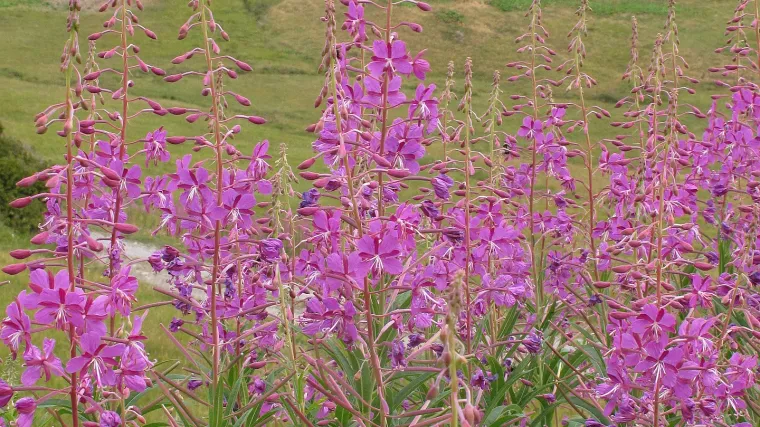 Vrbovica biljka - prirodni lijek za bolesti prostate