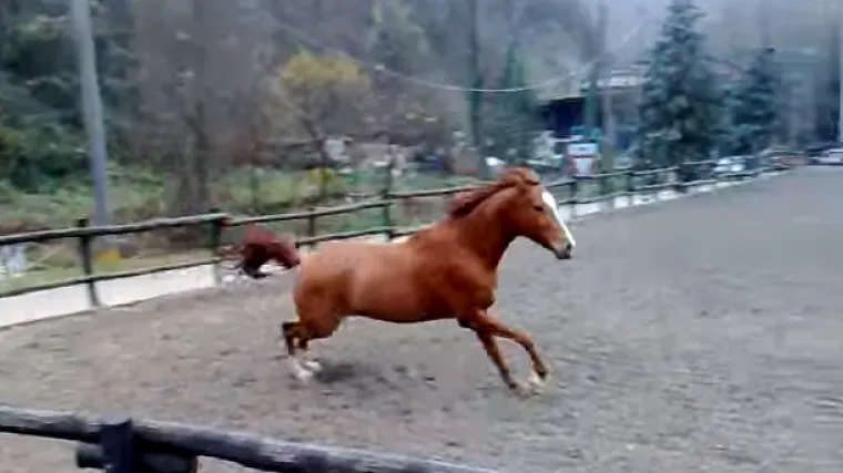 Netko je u Podgoricima ukrao rasnu kobilu angloarapske pasmine, staru čak 17 godina, koja  je u trenutku krađe bila ždrebna