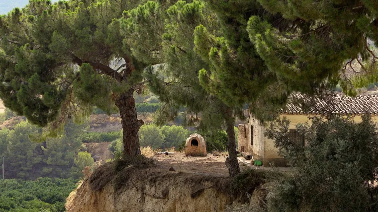 Vrste borova - najpoznatije vrste borova