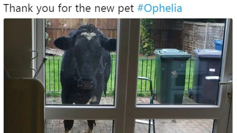 Smiješne reakcije Iraca na uragan Ophelia dokazuju da nisu izgubili smisao za humor