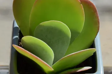 Biljke koje privlače novac - znate li koje biljke privlače novac?