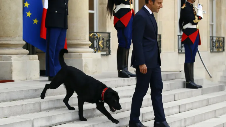 Procurilo iz Elizejske palače: prvi francuski pas pomokrio se u kamin usred sastanka Macrona i troje ministara
