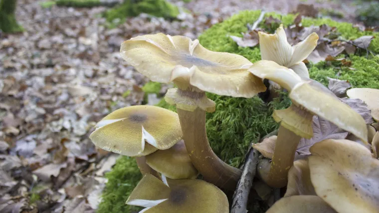 Zelena pupavka: najotrovnija gljiva na svijetu