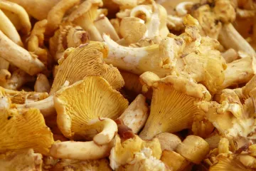 Gljive lisičarke: zašto je dobro jesti lisičarke