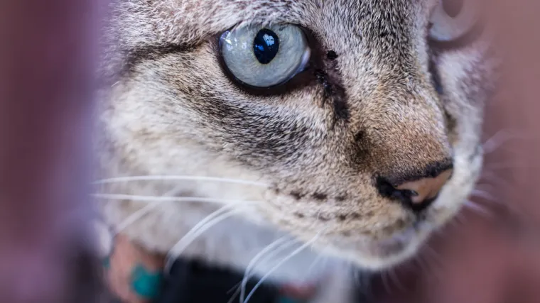 Burmanska mačka - prilagodljiv, razigran kućni ljubimac