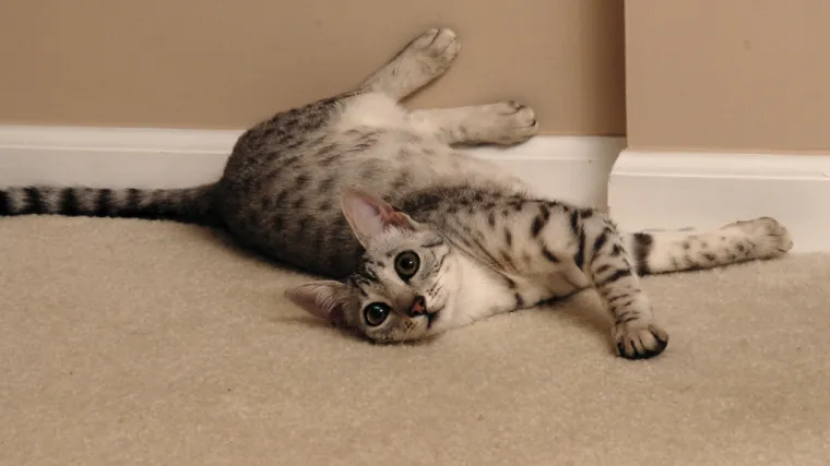 Egipatska mačka - Kleopatrina ljubimica